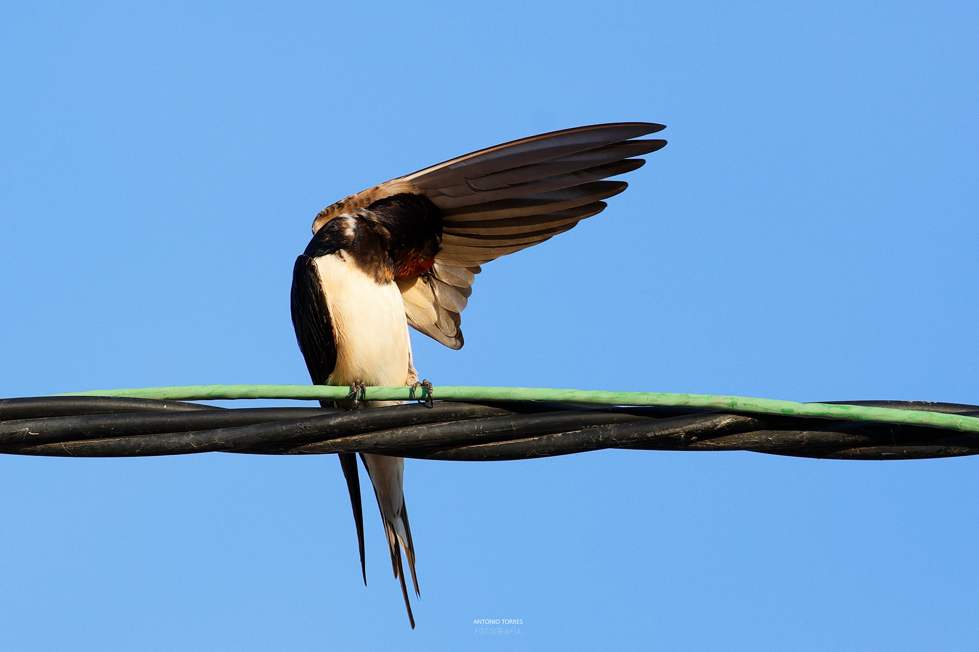 Aves